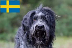 Lire la suite à propos de l’article Éleveurs de Schapendoes et chiots en Suède
