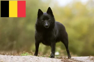 Lire la suite à propos de l’article Éleveurs et chiots de Schipperke en Belgique