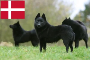 Lire la suite à propos de l’article Éleveurs de Schipperke et chiots au Danemark