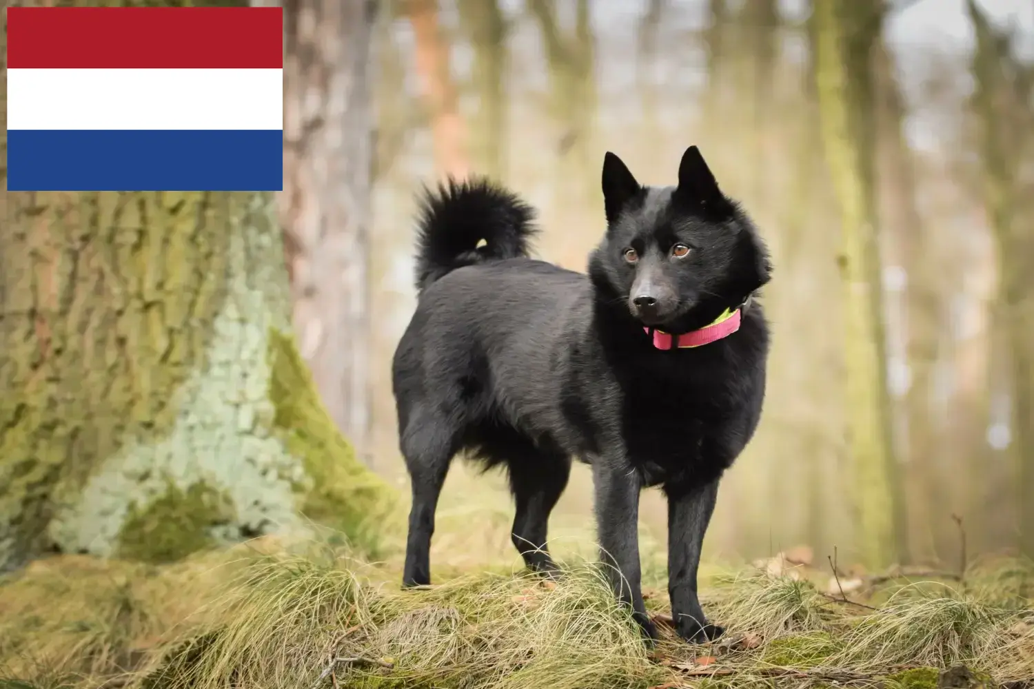 Schipperke chiots et éleveurs Pays-Bas Ici, tu trouveras les éleveurs de Schipperkes aux Pays-Bas.