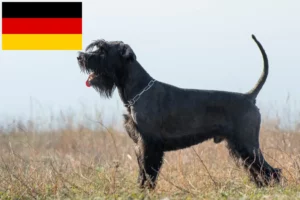 Lire la suite à propos de l’article Schnauzer éleveurs et chiots en Allemagne