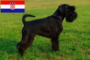 Lire la suite à propos de l’article Schnauzer éleveurs et chiots en Croatie