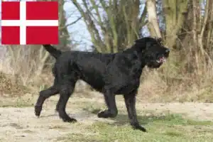 Lire la suite à propos de l’article Schnauzer éleveurs et chiots au Danemark