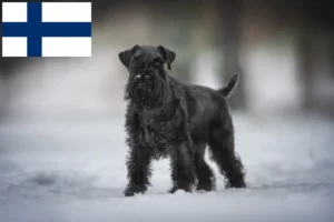 Lire la suite à propos de l’article Éleveurs de schnauzers et chiots en Finlande