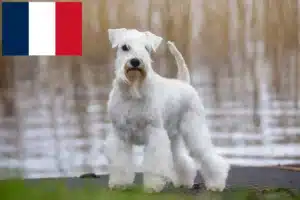 Lire la suite à propos de l’article Éleveurs de schnauzers et chiots en France