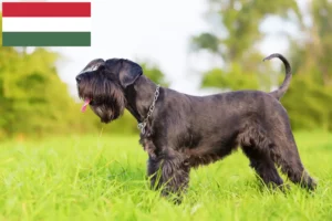 Lire la suite à propos de l’article Schnauzer éleveurs et chiots en Hongrie