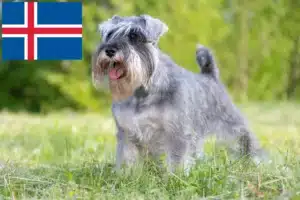 Lire la suite à propos de l’article Éleveurs de schnauzers et chiots en Islande