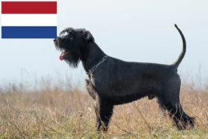 Lire la suite à propos de l’article Éleveurs de schnauzers et chiots aux Pays-Bas