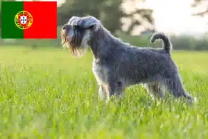 Lire la suite à propos de l’article Éleveurs de schnauzers et chiots au Portugal