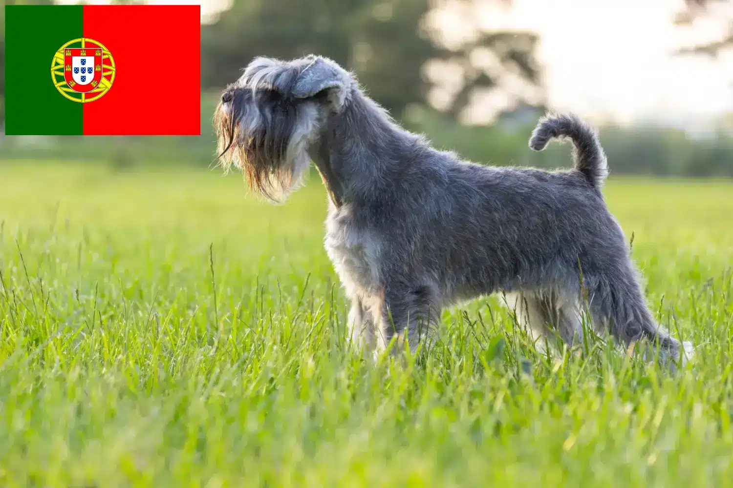 Schnauzer chiots et éleveurs Portugal Ici, tu trouveras des éleveurs de schnauzers au Portugal.