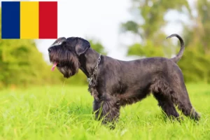 Lire la suite à propos de l’article Éleveurs de schnauzers et chiots en Roumanie