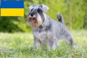 Lire la suite à propos de l’article Schnauzer éleveurs et chiots en Ukraine