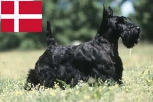 Lire la suite à propos de l’article Éleveurs de Scottish Terriers et chiots au Danemark