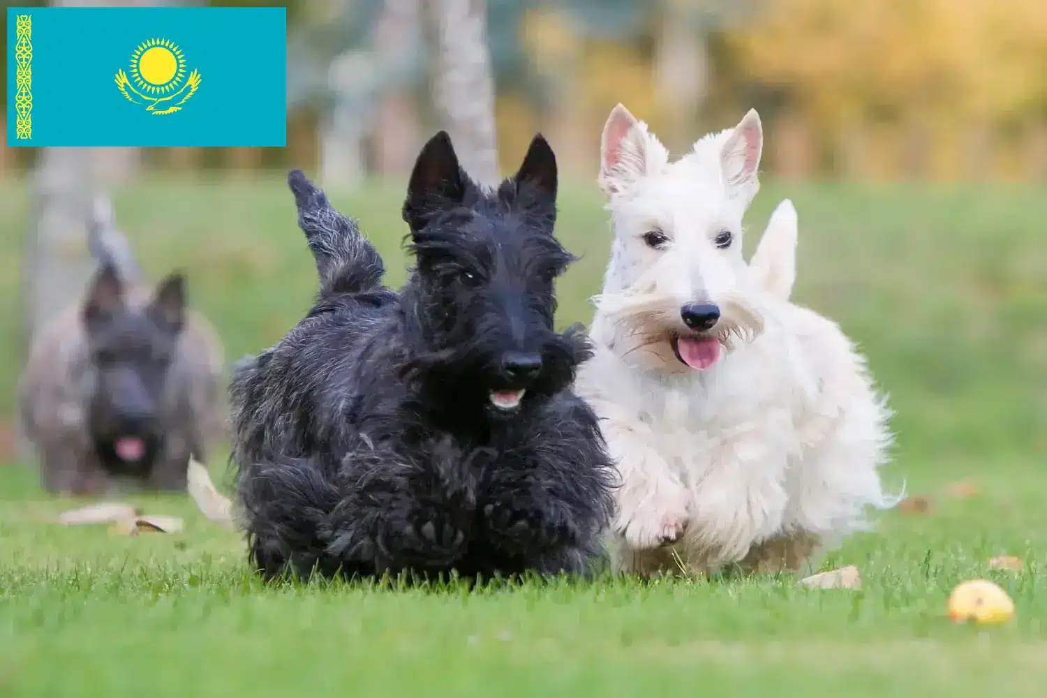Scottish Terrier chiots et éleveurs Kazakhstan Ici tu peux trouver des éleveurs de Scottish Terrier au Kazakhstan.