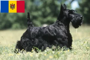 Lire la suite à propos de l’article Éleveurs de Scottish Terriers et chiots en République de Moldavie