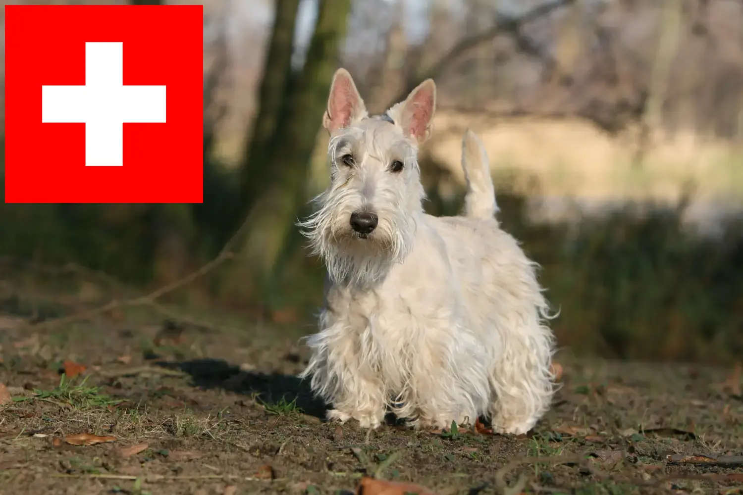 Scottish Terrier chiots et éleveurs Suisse Ici, tu trouveras des éleveurs de Scottish Terriers en Suisse.