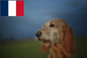 Lire la suite à propos de l’article Segugio Italiano Éleveurs et chiots en France