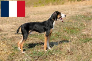Lire la suite à propos de l’article Segugio Maremmano éleveurs et chiots en France