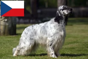 Lire la suite à propos de l’article Éleveurs de setter anglais et chiots en République tchèque