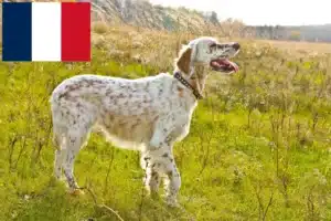Lire la suite à propos de l’article Éleveurs de setter anglais et chiots à la Réunion