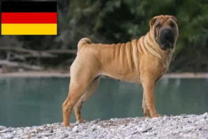Lire la suite à propos de l’article Éleveurs de Shar Pei et chiots en Allemagne