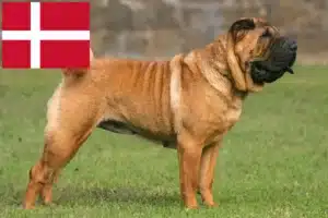 Lire la suite à propos de l’article Éleveurs de Shar Pei et chiots au Danemark