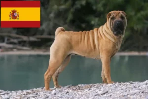 Lire la suite à propos de l’article Éleveurs de Shar Pei et chiots en Espagne