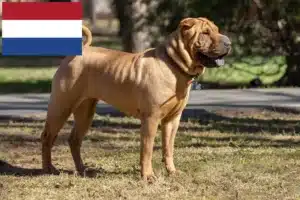 Lire la suite à propos de l’article Éleveurs de Shar Pei et chiots aux Pays-Bas