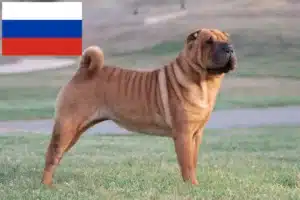 Lire la suite à propos de l’article Éleveurs de Shar Pei et chiots en Russie