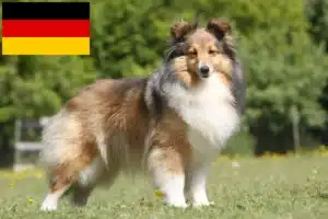 Lire la suite à propos de l’article Éleveurs de Sheltie et chiots en Allemagne