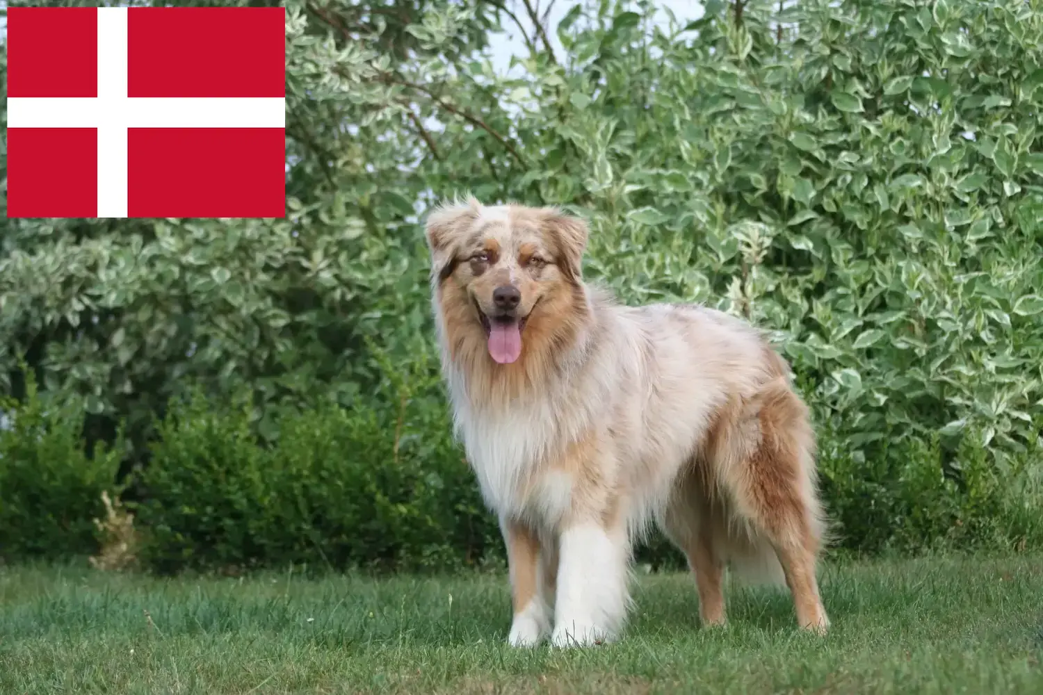 Berger australien chiots et éleveurs Danemark Ici, tu trouveras des éleveurs de bergers australiens au Danemark.