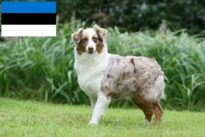 Lire la suite à propos de l’article Éleveurs de bergers australiens et chiots en Estonie
