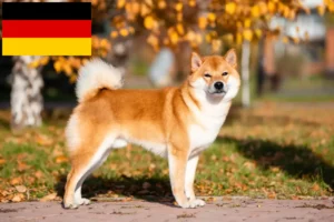 Lire la suite à propos de l’article Éleveurs de Shiba et chiots en Allemagne