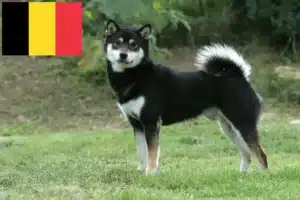 Lire la suite à propos de l’article Éleveurs de Shiba et chiots en Belgique