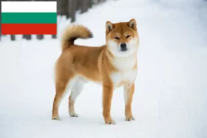 Lire la suite à propos de l’article Éleveurs de Shiba et chiots en Bulgarie