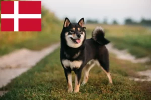 Lire la suite à propos de l’article Éleveurs de Shiba et chiots au Danemark