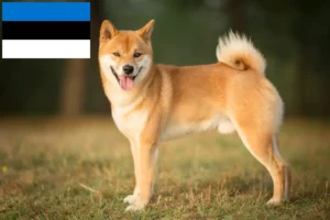 Lire la suite à propos de l’article Éleveurs de Shiba et chiots en Estonie
