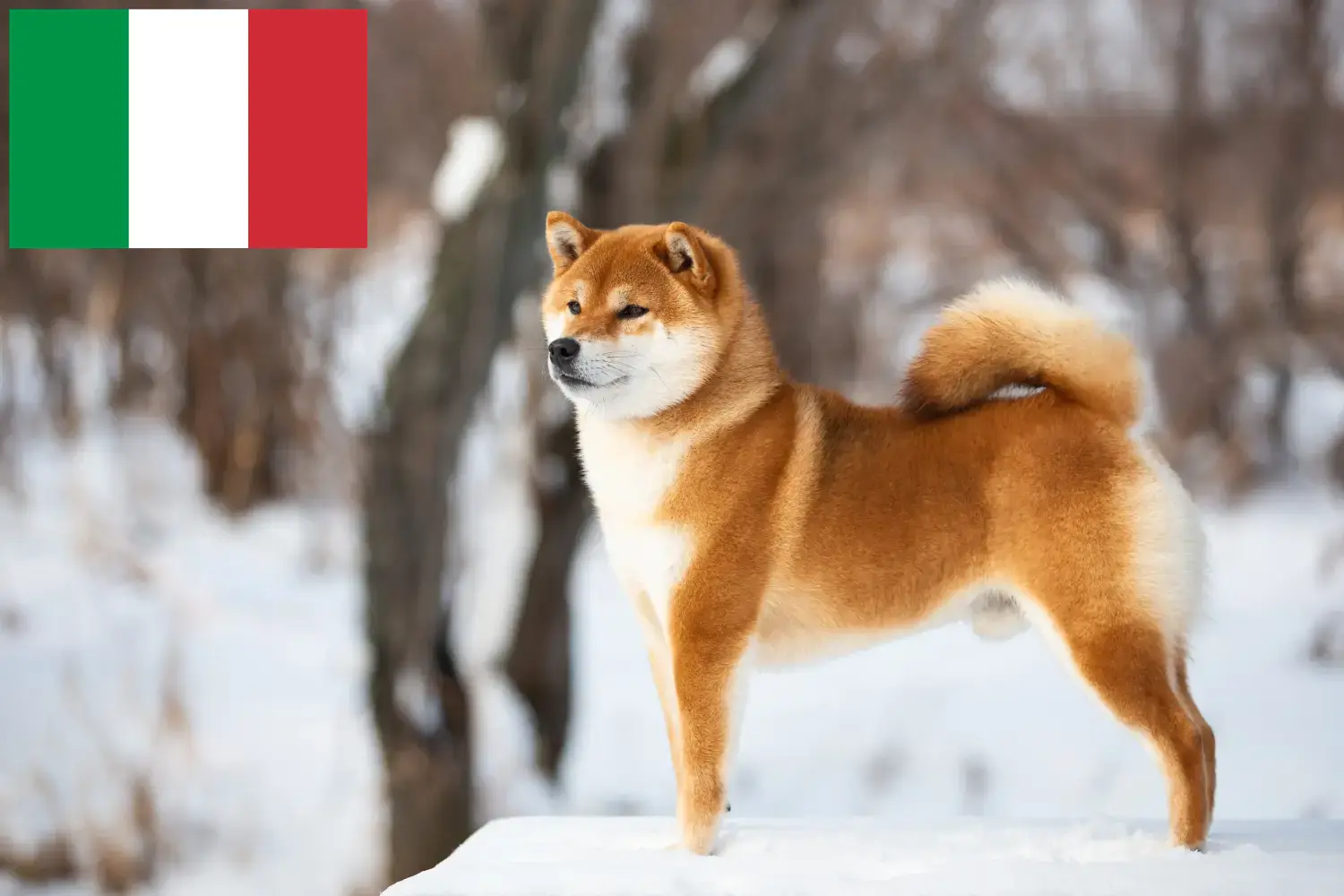 Shiba chiots et éleveurs Italie Ici, tu trouveras les éleveurs de shibas en Italie.