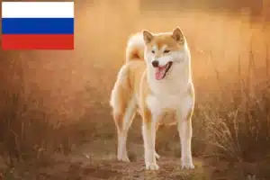 Lire la suite à propos de l’article Éleveurs de Shiba et chiots en Russie