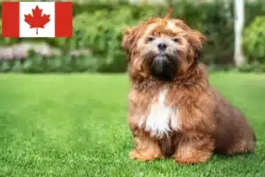 Lire la suite à propos de l’article Éleveurs de Shichon et chiots au Canada