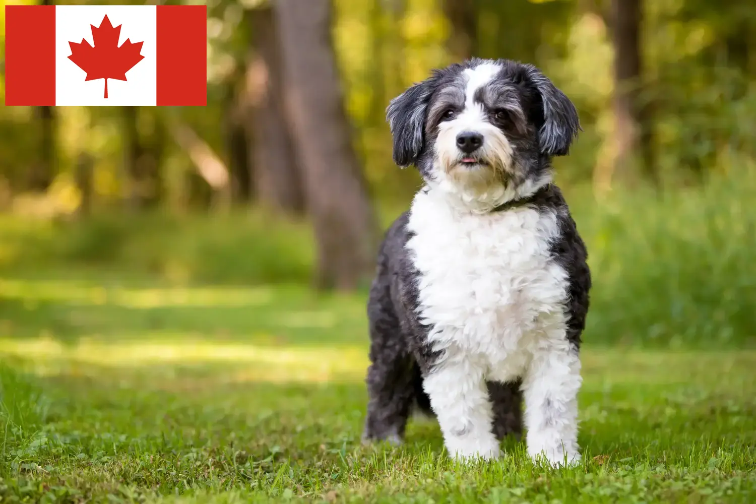Shih-Poo chiots et éleveurs Canada Ici, tu trouveras des éleveurs de shih-poos au Canada.
