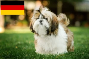 Lire la suite à propos de l’article Éleveurs de Shih Tzu et chiots en Allemagne
