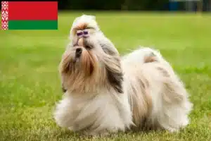 Lire la suite à propos de l’article Éleveurs de Shih Tzu et chiots en Biélorussie