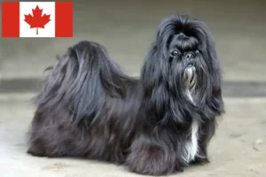 Lire la suite à propos de l’article Éleveurs de Shih Tzu et chiots au Canada