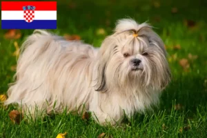 Lire la suite à propos de l’article Éleveurs de Shih Tzu et chiots en Croatie