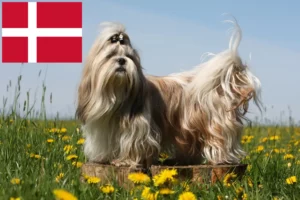 Lire la suite à propos de l’article Éleveurs de Shih Tzu et chiots au Danemark