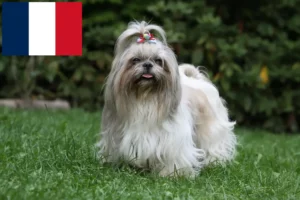 Lire la suite à propos de l’article Éleveurs de Shih Tzu et chiots en France
