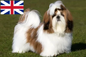 Lire la suite à propos de l’article Éleveurs de Shih Tzu et chiots en Grande-Bretagne