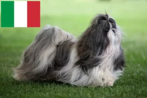 Lire la suite à propos de l’article Éleveurs de Shih Tzu et chiots en Italie