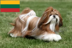 Lire la suite à propos de l’article Éleveurs de Shih Tzu et chiots en Lituanie